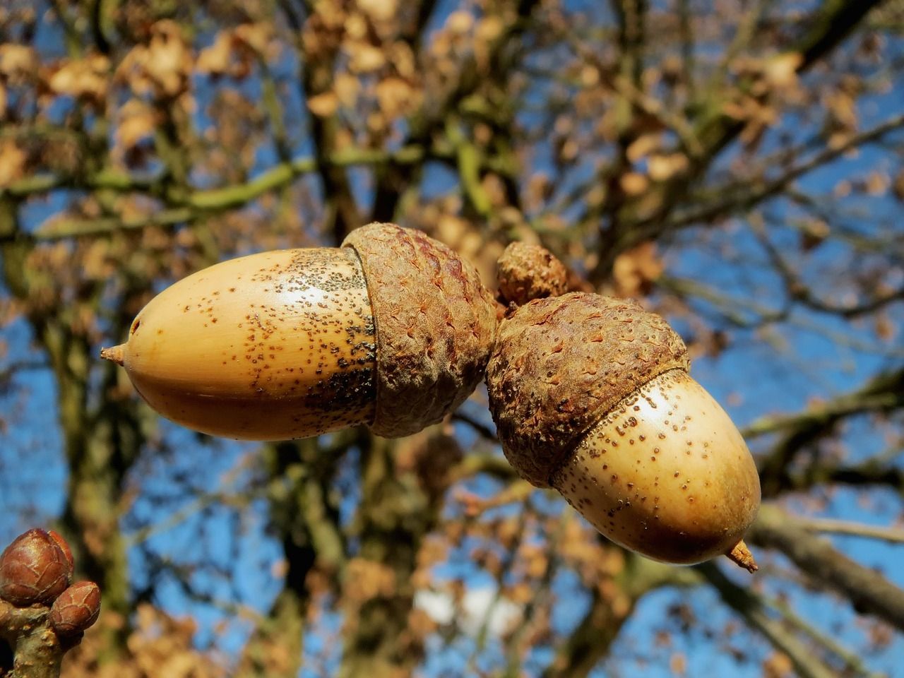 Eicheln-Frucht-der-Eiche